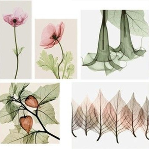 X-ray flowers