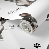 Boston Terrier Black white Pattern M