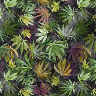Midnight Cannabis Leaves