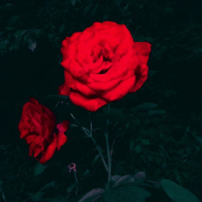 Rose at night