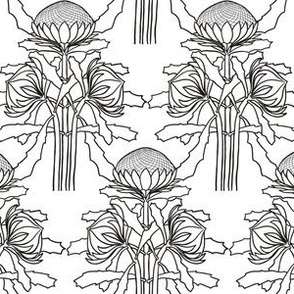 Black + white waratahs for coloring in, by Su_G_©SuSchaefer