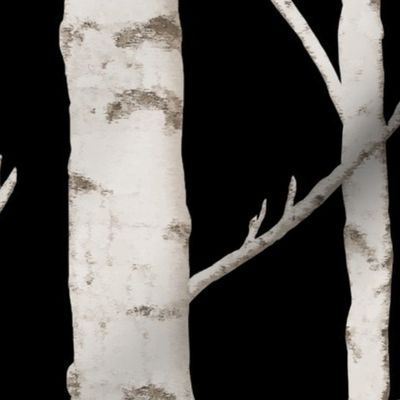 Birch Grove in Moonlight