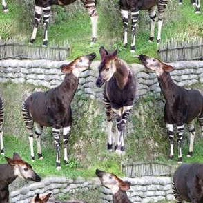 Okapi Corral