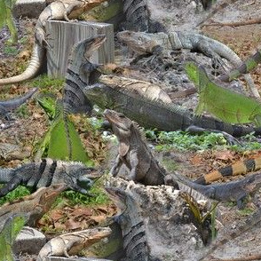 Iguana Bonanza