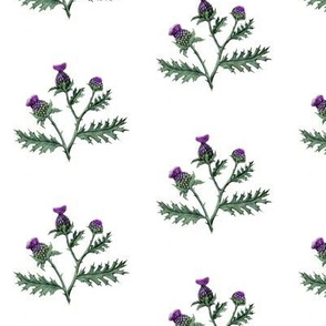 Thistle #1 White // standard