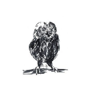 Inky Owl