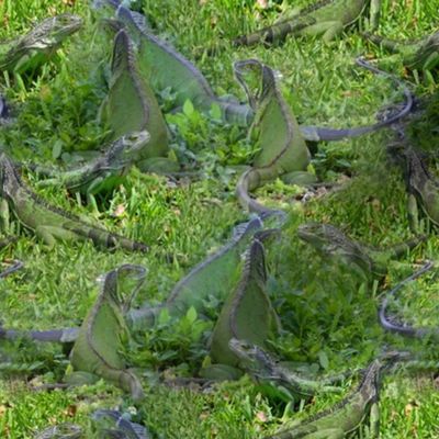 Green Iguanas