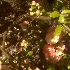 Quinceflower