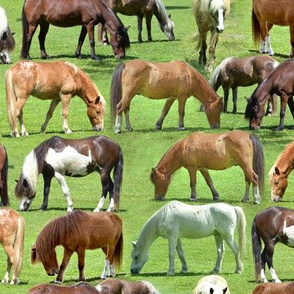 Ponies at Pasture