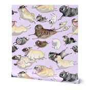 Pugs on the Move - lavender
