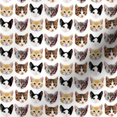 Cat/Kittens Pattern