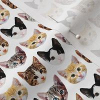 Cat/Kittens Pattern