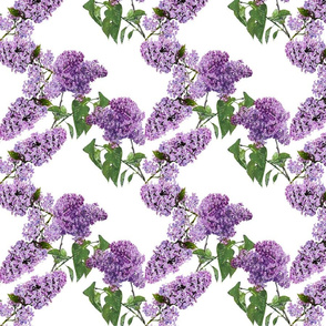 LILACS