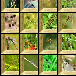 Attic Window Dragonflies