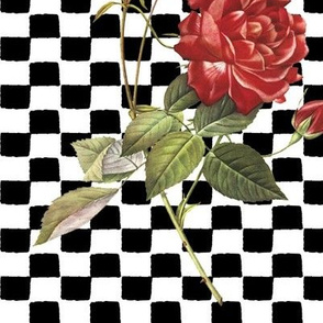 rose_with_a_checkered_past