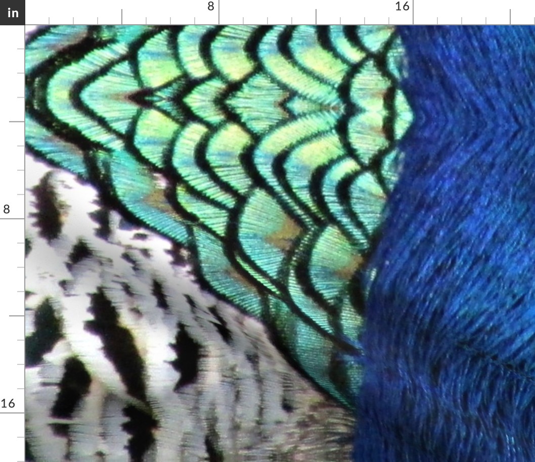 Peacock 2