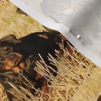 rottweilers_in_the_grass