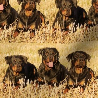 rottweilers_in_the_grass