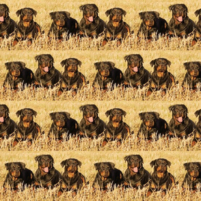 rottweilers_in_the_grass