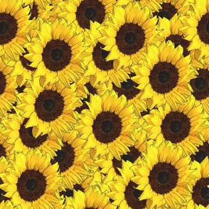 Sunflowers are us