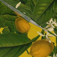 Lemon Botanical ~ Whist ~ Linen Luxe