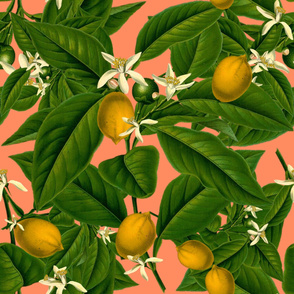 Lemon Botanical ~ Kiss Me, Hardy!