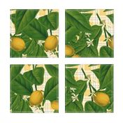 Lemon Botanical ~ Provence Plaid