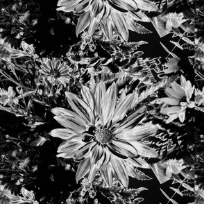 black & white daisy