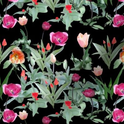 Growing_tulips_on_black