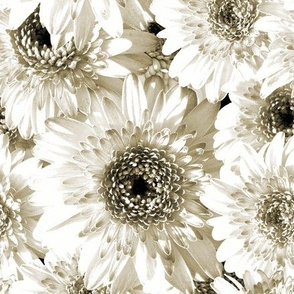 White Daisy