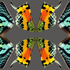Medium Sunset Moth Costume Wings 