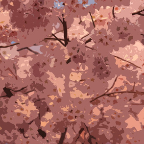 Cherry Blossoms