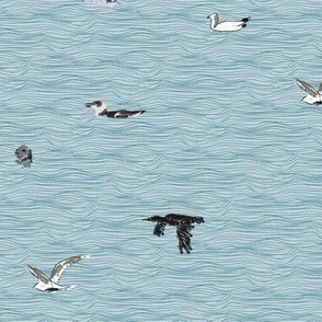 British Sea Birds