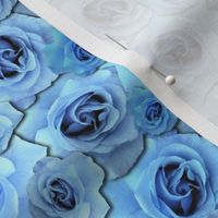 Blue Roses