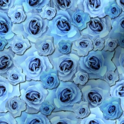 Blue Roses