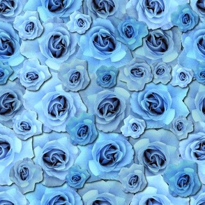 Blue Roses