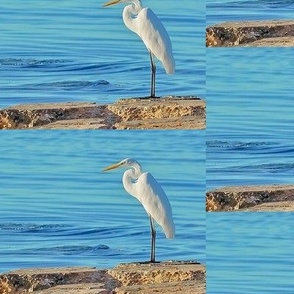 Great White Heron Bird on Shore Wildlife Photograph~ 5.5" x 4" Drop Repeat