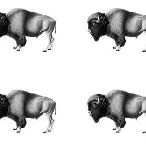 Black and White Vintage Bison Print