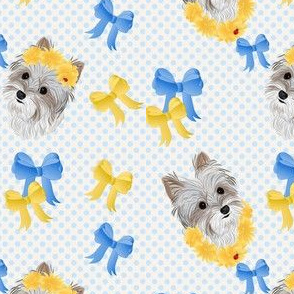 Yorkie - Parti with Blue & Yellow