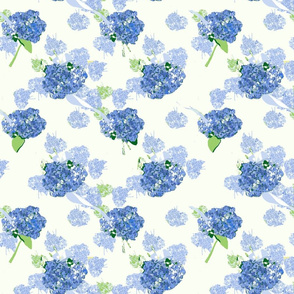 Blue hydrangeas on white