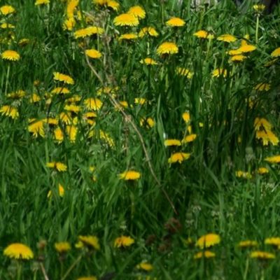 cows and dandelions 