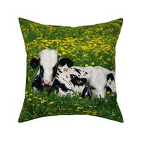 cows and dandelions 