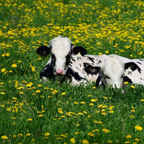 cows and dandelions 