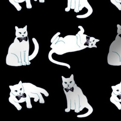  White cats on black, black and white cats