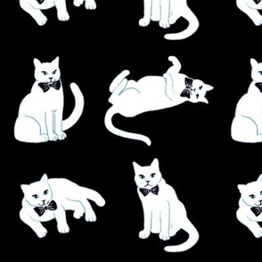  White cats on black, black and white cats