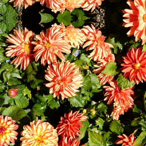 orange_flowers_and_leaves