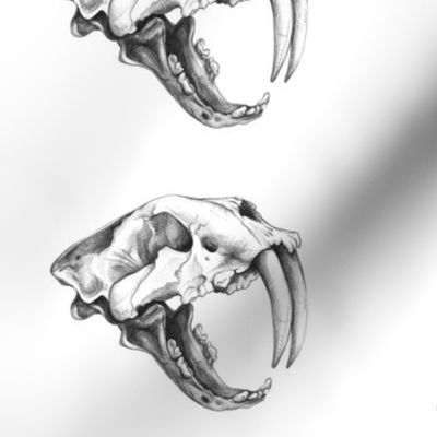 Saber Tooth Tiger Skull