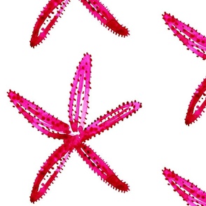 cestlaviv_ PINK STARFISH 1