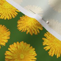 dandelions on leaf green