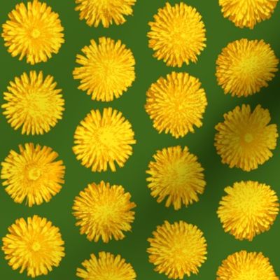 dandelions on leaf green